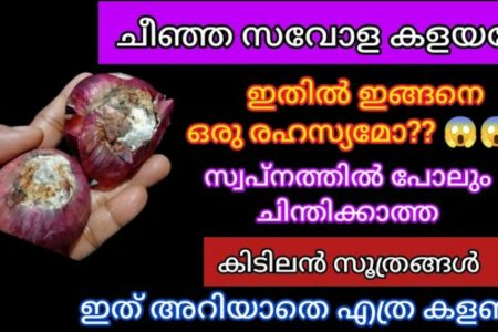 To Effectively Trap Cockroaches Using Onion