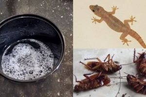 Tips to Get Rid of Lizards & Cockroaches