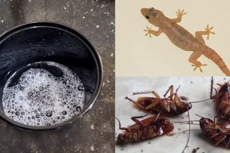Tips to Get Rid of Lizards & Cockroaches