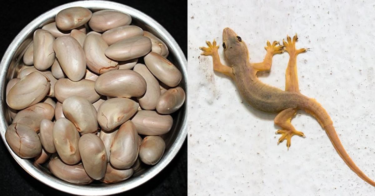 Truth About Chakkakuru (Jackfruit Seeds) for Lizards