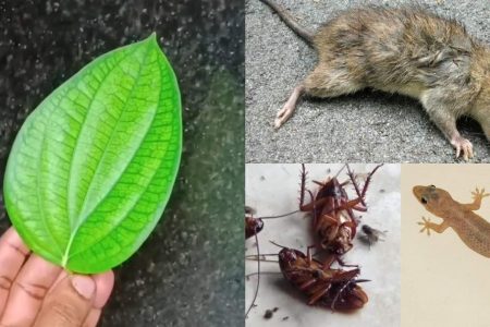 How to Use Pepper Leaf to Get Rid of Pests