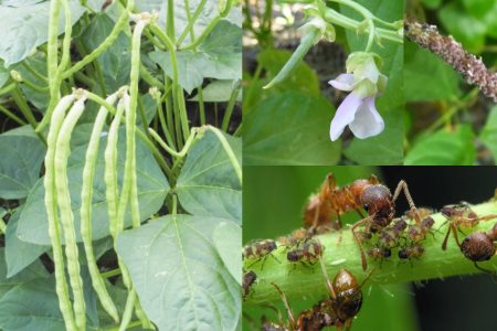 Natural Ways to Get Rid of Ants from Plants