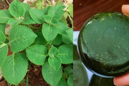 Panikkorkkai (Aloe Vera) Ayurvedic Soap – Homemade Recipe