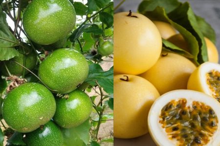 പാഷൻ ഫ്രൂട്ട് നിറയെ കഴിക്കുന്നതിനായിട്ട് ഇതുപോലെ ചെയ്താൽ മാത്രം മതി passion fruit agricultural tips and tricks