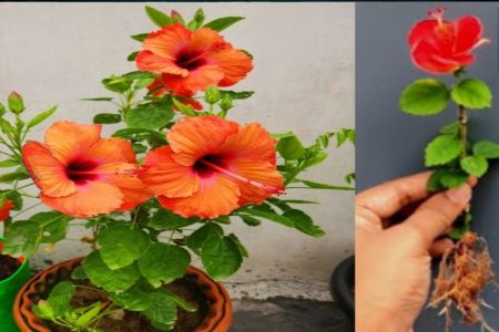 ചെമ്പരത്തിലെ വേര് വരുന്നതിനോട് ഇത്രമാത്രം ചെയ്താൽ മതി Hibiscus flower cultivation tips and tricks