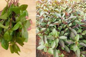 Health Benefits of Ponnamganni Cheera