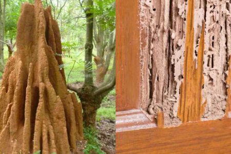 Tip to Remove Termites from Home Naturally