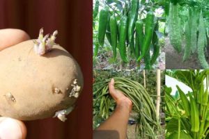 Vegetable Farming Tips for Better Yield & Healthier Crops