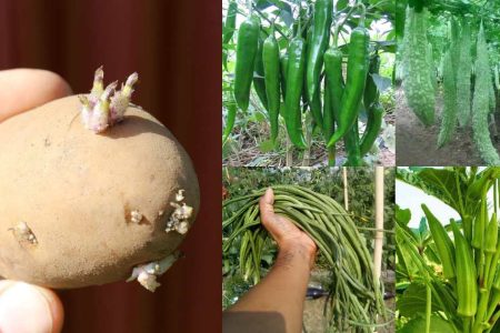 Vegetable Farming Tips for Better Yield & Healthier Crops