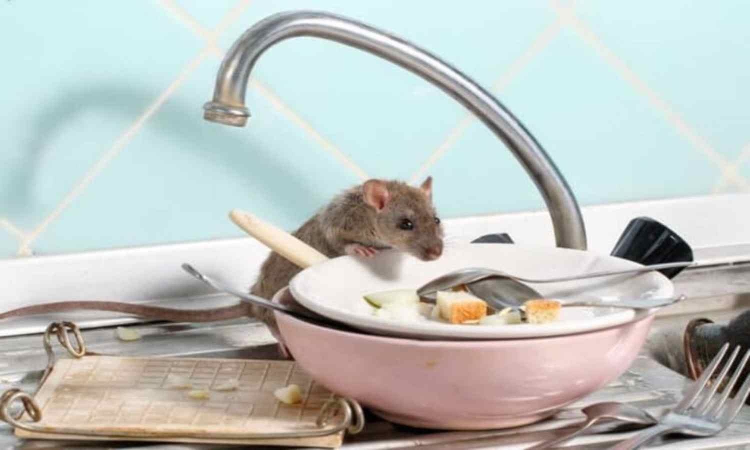How to Get Rid of Rats – Home Remedies & Safe Methods