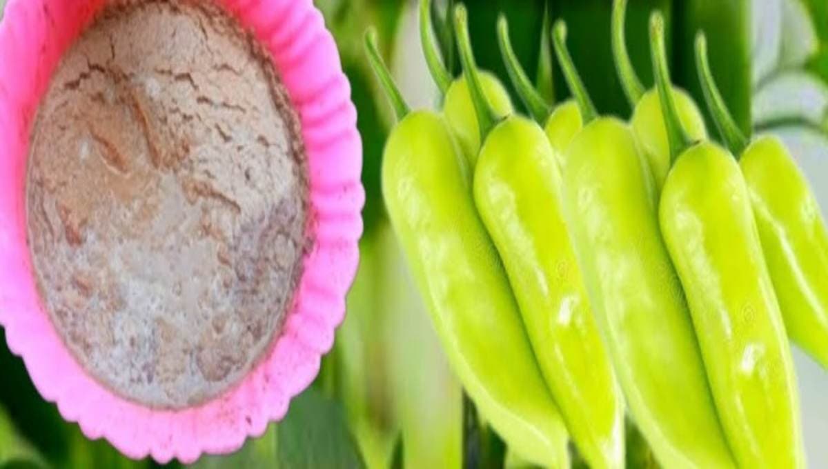 Key Tips for Green Chilli Farming