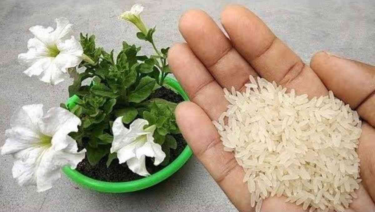 How to use rice water for growth?