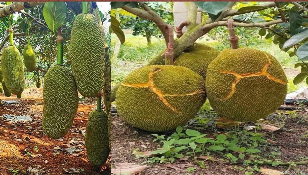 viatnam early jackfruit plant
