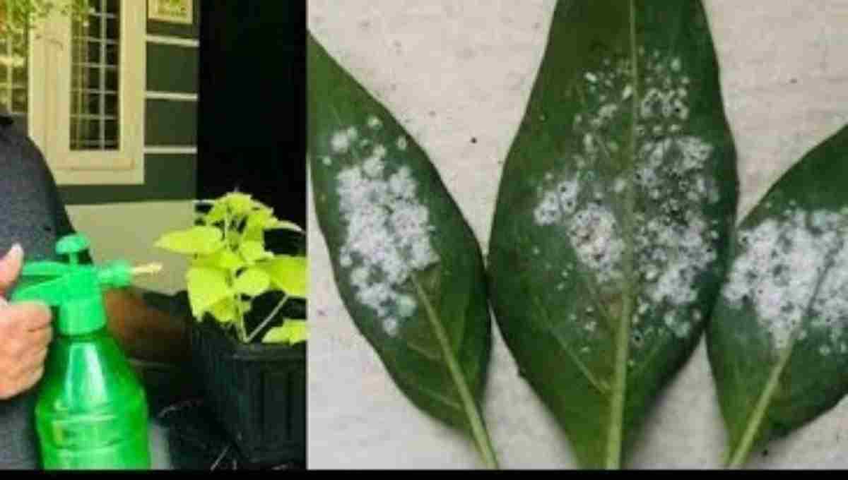Top Homemade Fertilizers for Flowering Plants