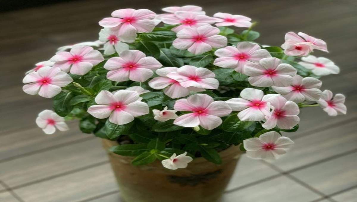 Chinese Balsam Care Guide