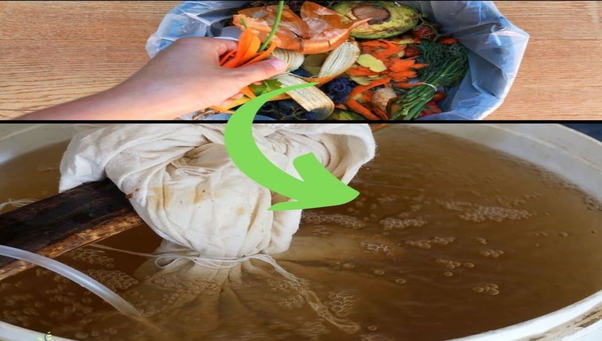 Top Homemade Fertilizers
