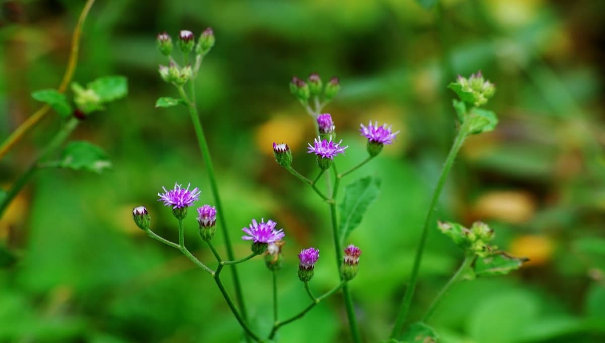 Poovam Kurunnila (Sida cordifolia) – Health Benefits