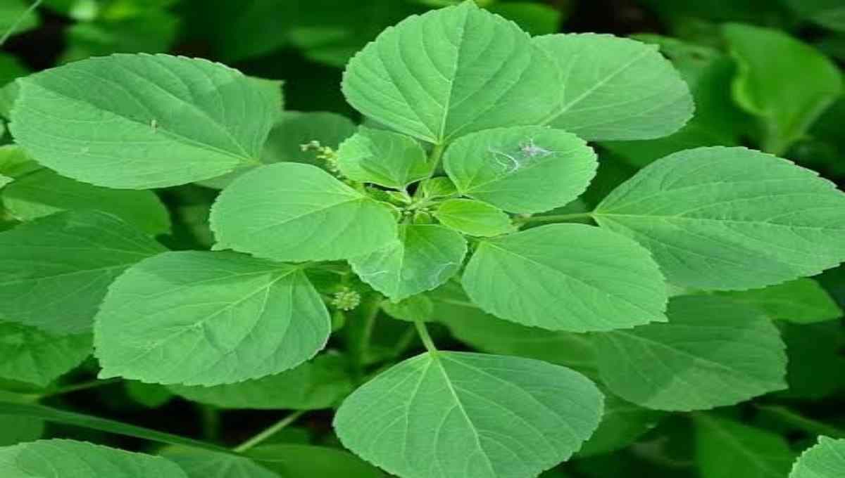 Kuppaimeni (Acalypha indica) – Health Benefits