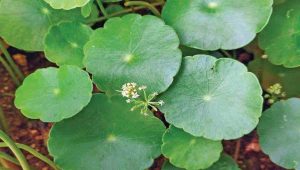 Kudavan (Cardiospermum halicacabum) – Health Benefits
