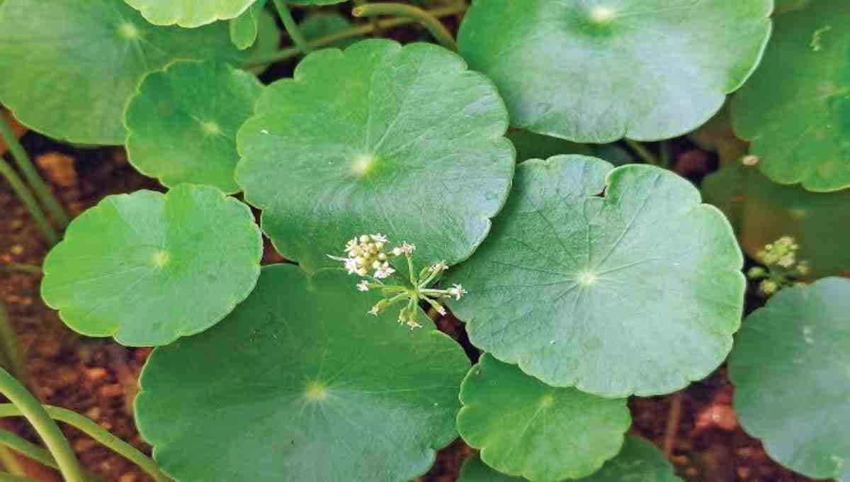 Kudavan (Cardiospermum halicacabum) – Health Benefits