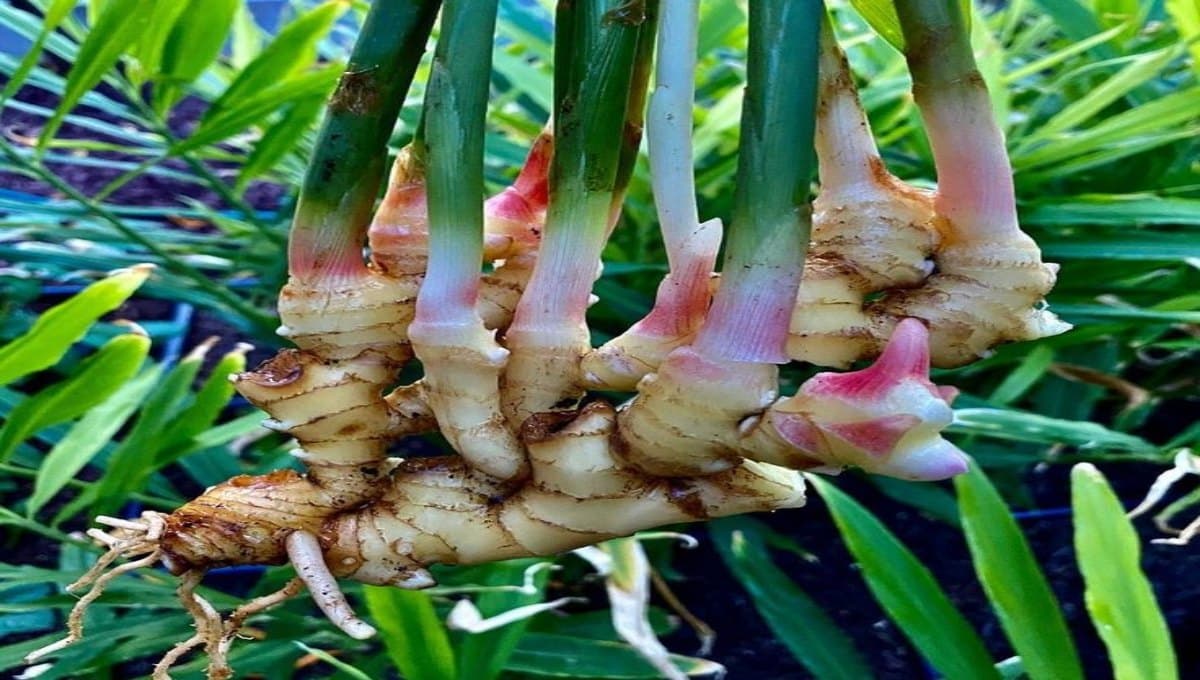 ginger cultivation tips and tricks