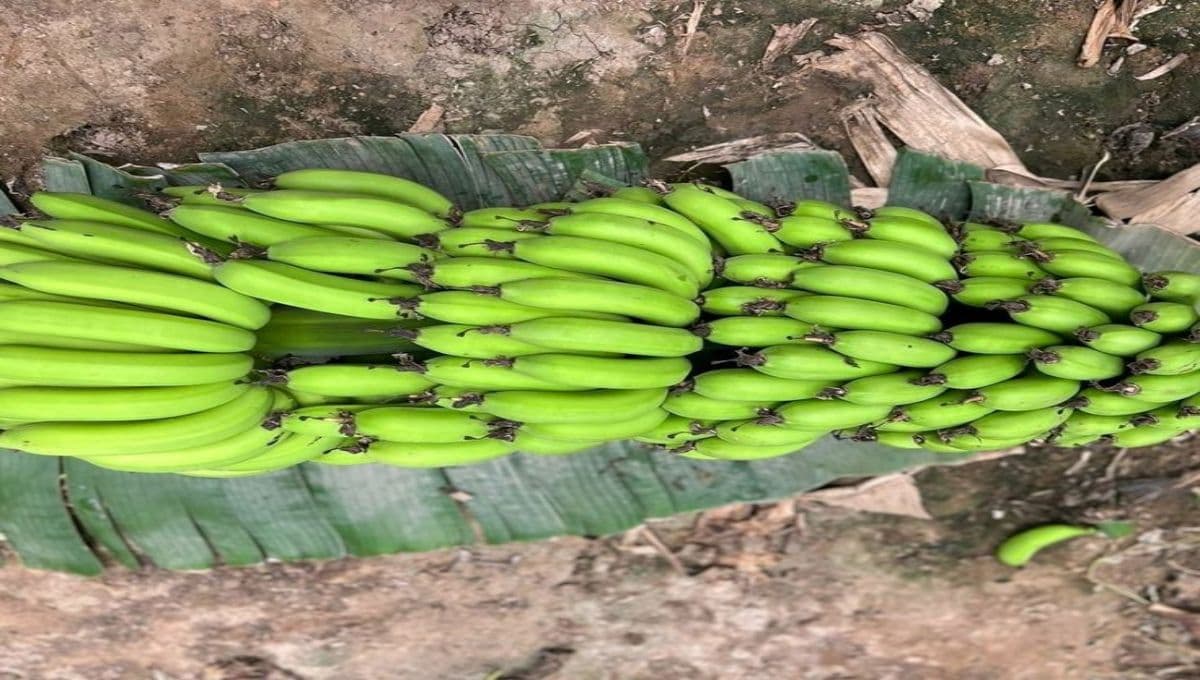 Natural Ways to Control Pindi Worms in Banana Trees