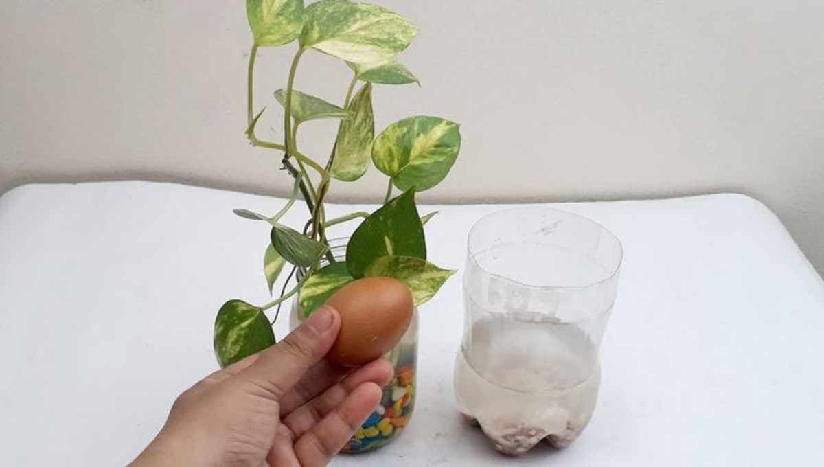How to Make Egg Mix Fertilizer for Plants