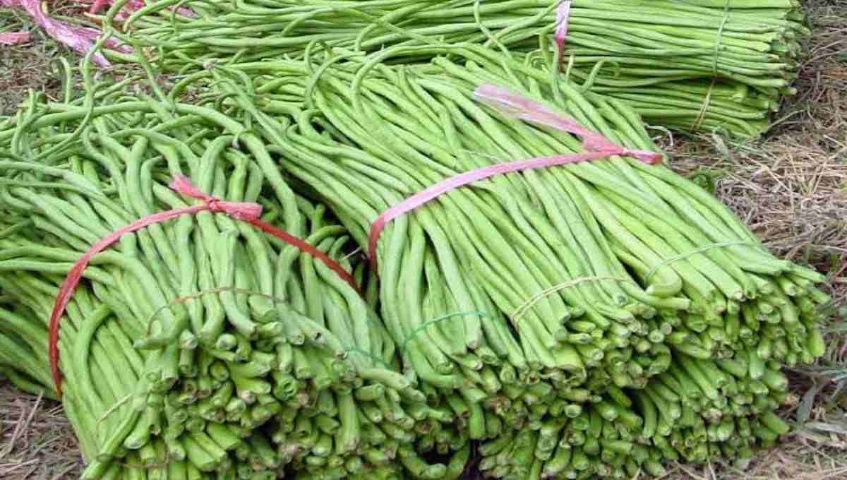 Valli Payar Farming Tips (Yardlong Bean Cultivation)