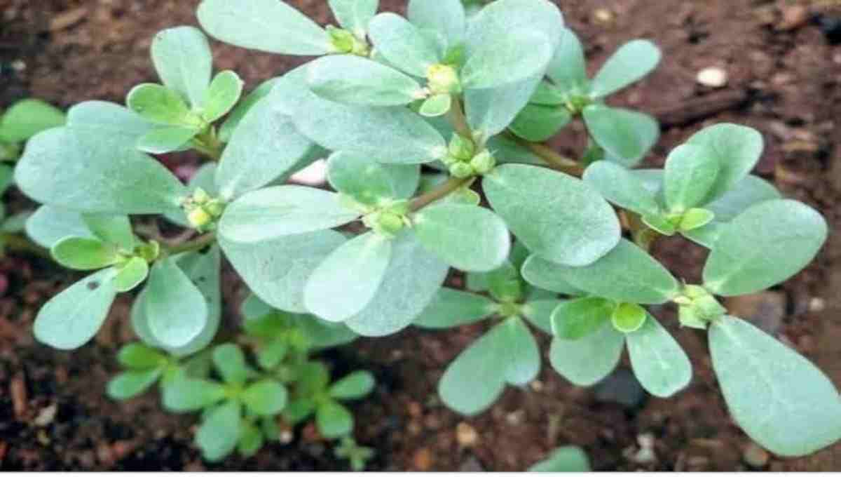 Parippu Cheera Cultivation Guide (Amaranthus Farming Tips)