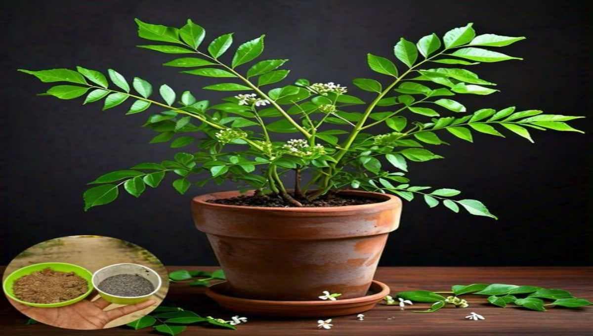 Curry Leaf (Curryveppila) Cultivation Guide