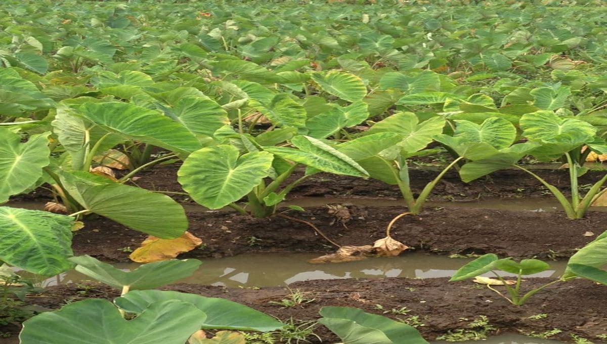 Chembu Krishi Tips and Tricks (Taro Cultivation Guide)