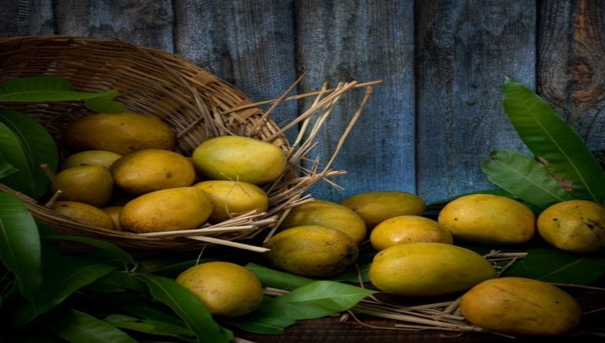 Mango Tree Farming Tips