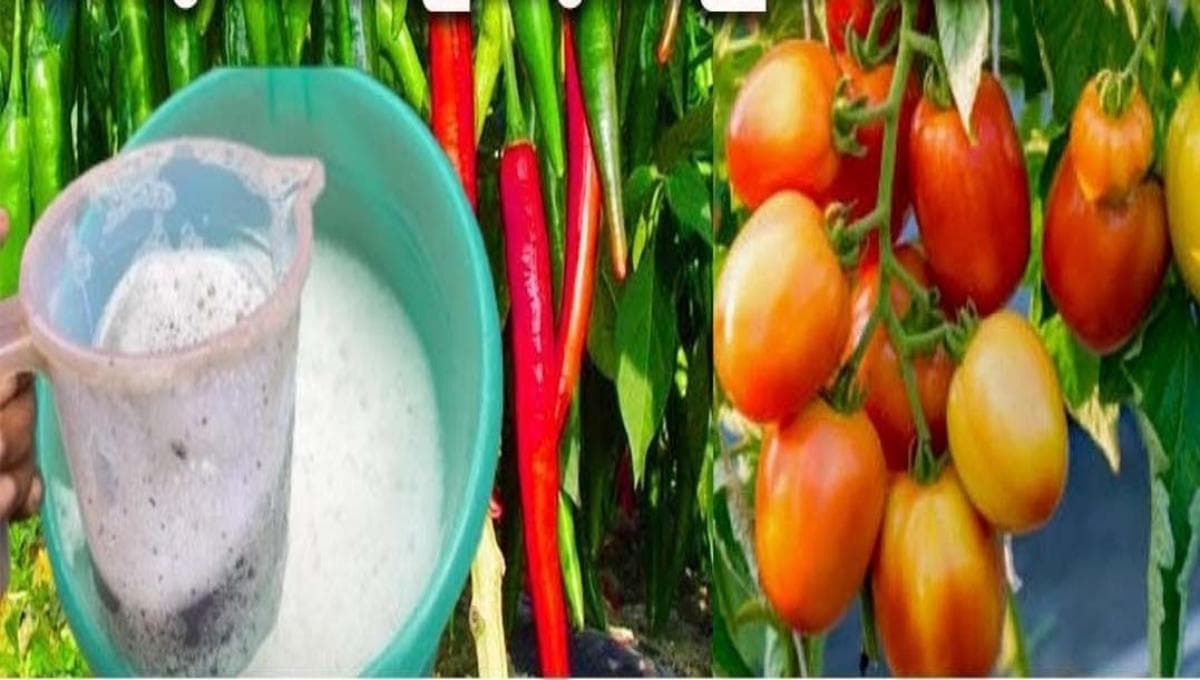 Tomato & Pepper Farming Tips