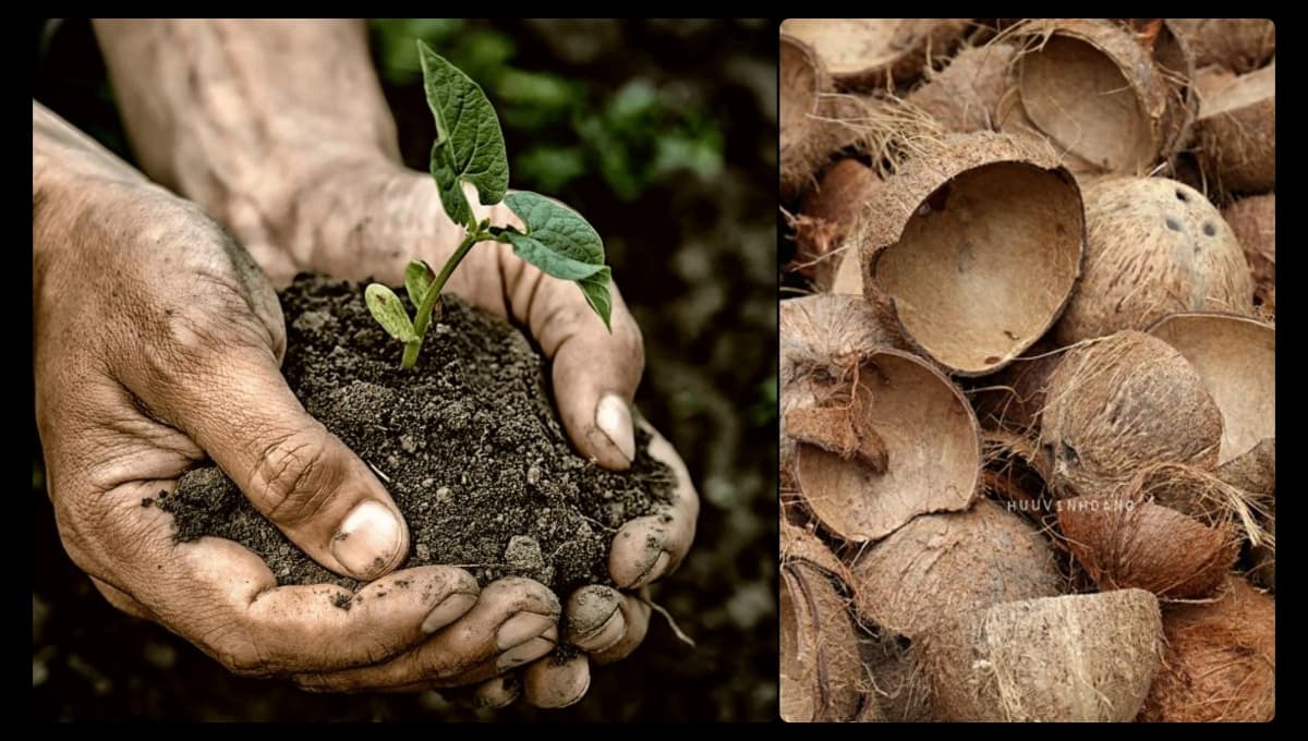 Uses of Coconut Shell in Agriculture