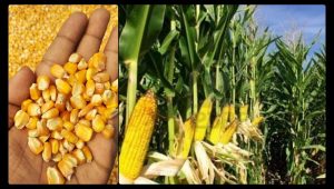 How to Grow Corn from Store-Bought Corn