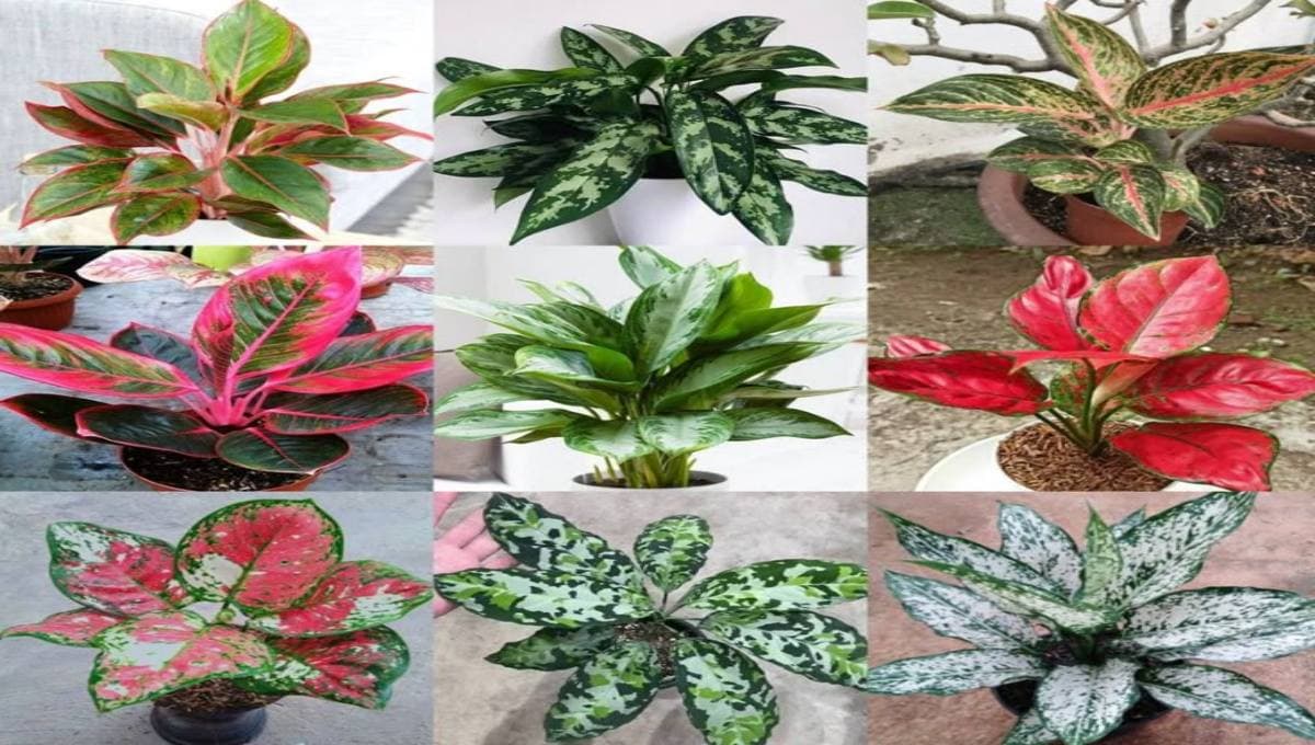 Why You Need to Be Careful When Watering Indoor Plants