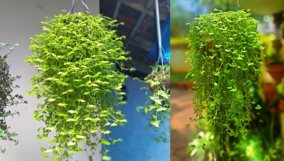 Must-Know Care Tips for Turtle Vine (Callisia repens)