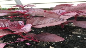 Lettuce Grows Quickly — Here’s What You Should Do