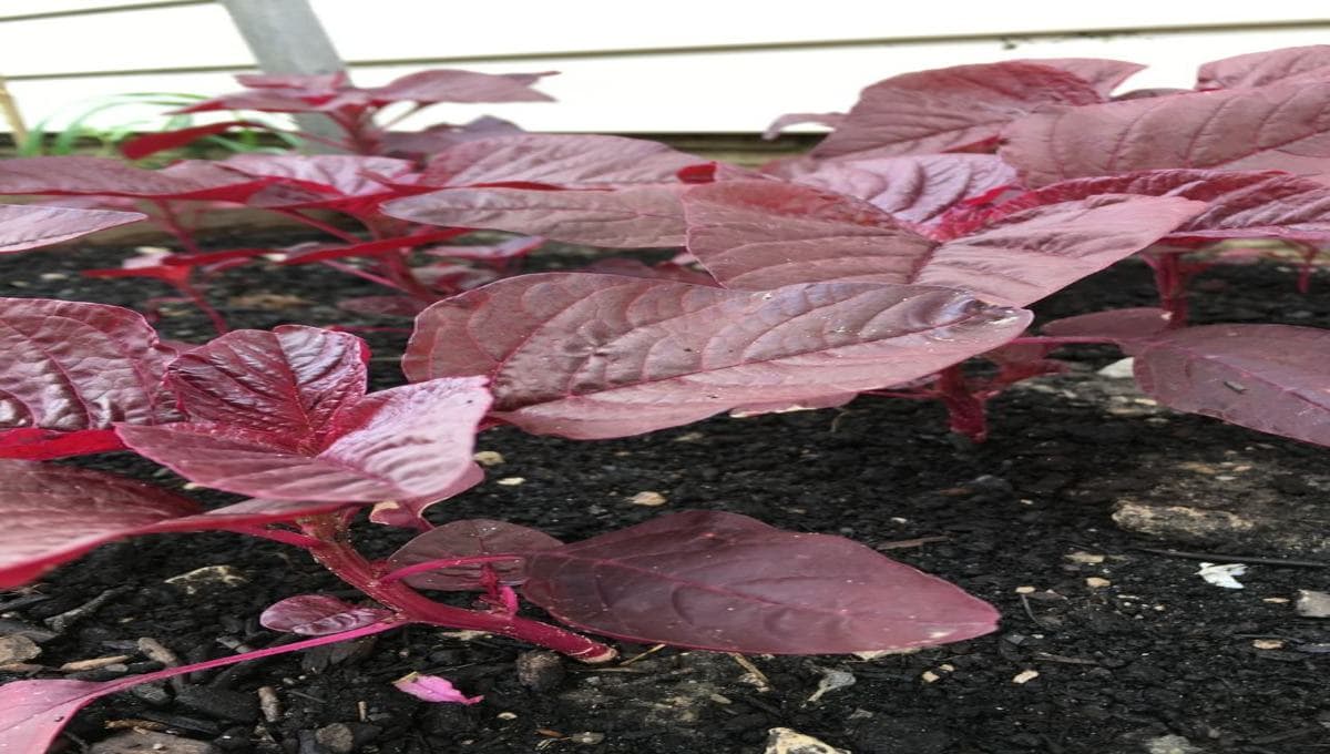 Lettuce Grows Quickly — Here’s What You Should Do