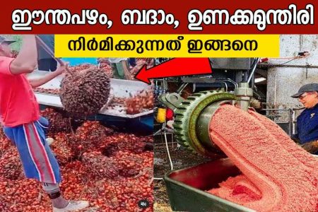Dry Fruits Factory – Step-by-Step Process