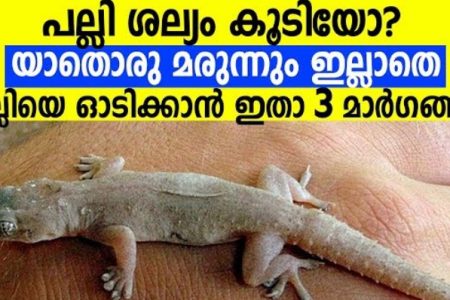 Natural Ways to Get Rid of Lizards at Home