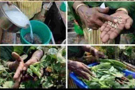 ഒറ്റ പൂക്കൾ പോലും കൊഴിയാതെ പയർ വിളവെടുക്കാം Green gram farming tips and tricks