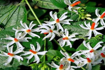 പവിഴമല്ലിയുടെ അത്ഭുത ഗുണങ്ങളെക്കുറിച്ച് നിങ്ങൾക്ക് അറിയാമോ pavizhamalli plant health benefits