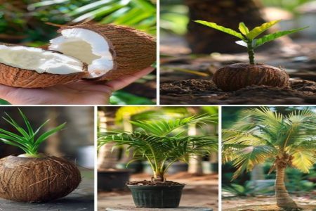 തെങ്ങ് പെട്ടന്ന് കായിക്കാൻ ഒരു എളുപ്പ വഴി coconut cultivation and tips