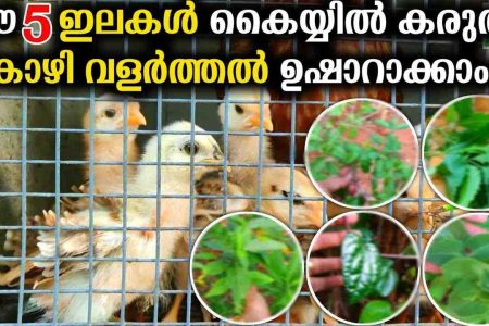 Essential Poultry Farming Tips