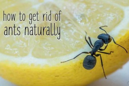 ഇനി ഉറുമ്പിനെ അകറ്റാൻ ഒരു ചെറുനാരങ്ങ മതി. How to rid ants naturally