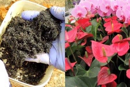 Cultivating Antoorium flowers (often a misspelling or variant of Anthurium)
