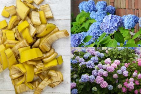 Top Banana Peel Uses for the Garden