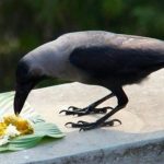 Crows as Messengers of Ancestors (Pitrs)