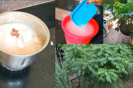 Easy Care of Curry Leaves Plant